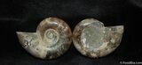 Spectacular Inch Split Ammonite Pair #508-1